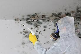 Why You Should Choose Our Mold Remediation Services in Marysville, WA